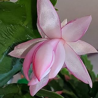 Pink Christmas Cactus Plant - Zygocactus - 2" Pot