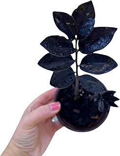 PLANTVERS Raven ZZ Plant in Nursery Pot | Zamioculcas Zamiifolia ‘Raven’ | Low-Light Black Foliage Indoor Plant | Drought-Tolerant Air Purifier for Home or Office (3" Grow Pot)