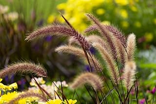 Posterazzi DPI12534637LARGE A Beautiful Array of Colourful Foxtail Green Grass and Yellow Flower Background Edmonton, Alberta, Canada Framed Print, 38 x 24, Multi
