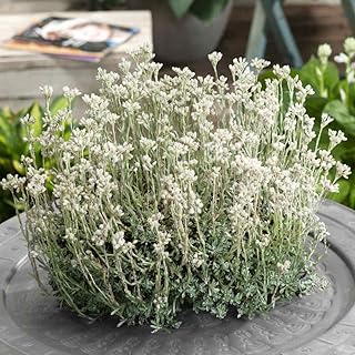 Pussytoes White Ground Cover Seeds for Planting (100 Seeds) - Antennaria Dioica