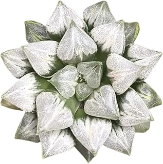 Rare Haworthia 'Love' – Exotic Succulent Plant – Unique, Collectible Live Indoor Plant – Easy-Care, Drought-Tolerant – Ideal for Succulent Enthusiasts, Workspaces & Special Occasions