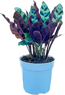 Rattlesnake Calathea Live Plant - Air Purifier, Colorful House Plant, Ideal for Home Decor and Room Decor - Rattlesnake for Indoor Plants, Calathea Lancifolia Prayer Plant