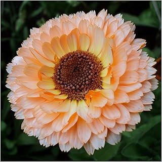 Seed Needs 1000+ Calendula Flower Seeds for Planting Pink Surprise Variety | Calendula Officinalis Non GMO Annual | Pink Surprise Calendula Blooms | Bulk Wildflower Seeds