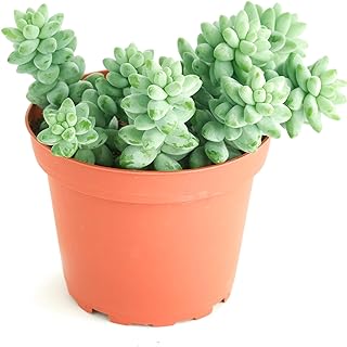 Shop Succulents Burro's Tail Hanging Succulent, Sedum Morganianum, Fully Rooted Live 4" Succulent Plant, Low Maintenance Indoor Plant, Trailing Succulents, Gift & Garden