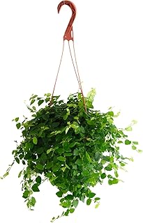 Shop Succulents Ficus Repens Creeping Fig, Live Indoor Plant, Low Maintenance Trailing Houseplant, Ideal for Home Decor, Office, and Room Enhancement, 6 Inch Nursery Pot