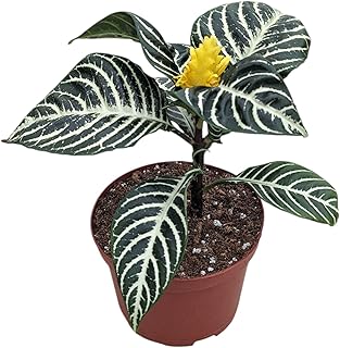 Snow White Zebra Plant, Live Aphelandra Exotic House Plant in 6 Inch Pot, Striped Dark Green and White Leaves with Yellow Flower