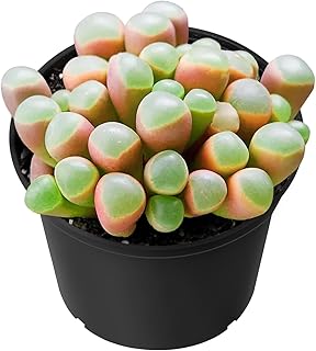Sprout N Green Baby Toes, Live Fenestraria rhopalophylla Succulent Fully Rooted in 2 inch Nursery Pot, House Plant Home Office Wedding Decoration DIY Projects Party Favor Baby Shower
