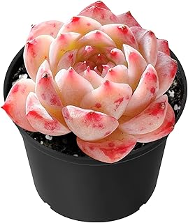 Sprout N Green Echeveria 'Red Velvet', Rare Live Succulent Plant Fully Rooted in 2" Planter with Soil, Home Office Indoor Outdoor Wedding Decoration DIY Projects Party Favor