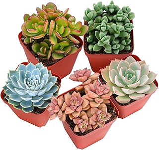 Sprout N Green Live Succulent Plants, 5 Pack Assorted Real Succulents Potted in 2" Starter Pot with Soil Mix, Rare Small Indoor House Plants for Home Garden Wedding Decor Party Favor