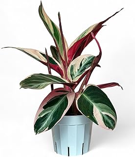 Stromanthe Triostar - Colorful Live Indoor Plant, Calathea Prayer Plant, Air Purifier & Elegant Home Decor, Ideal for Room Decor, Triostar Houseplant