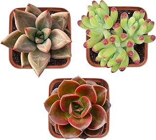 Succulent Plants (3 Pack), Live Succulents Fully Rooted in 2" Grower Pots, Unique Potted House Plant for DIY, Home Decor, Wedding Party Favor (Common Varieties)