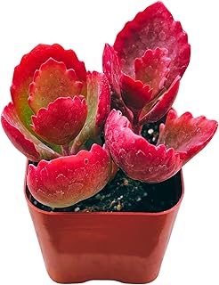Succulents Plants Live 2inch Live Mini Succulent Plants, Easy Care House Plants Rooted in Succulent Soil Mix, by The Succulent Cult (Kalanchoe Longiflora Coccinea, 2 Inch)