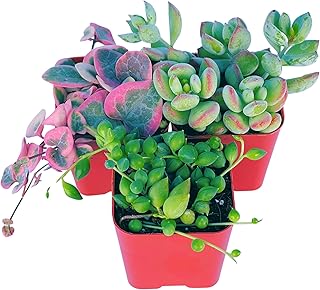 Succulents Plants Live (3-Pack) 2" Hanging Plants Starter Pack, Live Succulent Plants Fully Rooted in Planter Pots with Succulent Soil Mix by The Succulent Cult (3 Pack)