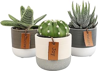 Succulents Plants Live in Plant Pot Set (3 Pack), Succulent Cactus Plants Live Plants, Indoor Plants Live Gardening Gifts for Plant Lovers, Live Succulents Plants Live Houseplants by Plants for Pets