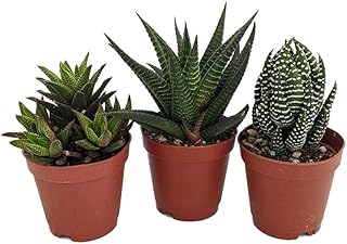 Super Sale - Haworthia Collection 3 Plants - Easy to Grow/Hard to Kill - 2" Pot
