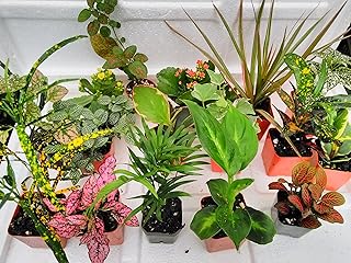 Terrarium & Fairy Garden Plants - 5 Plants in 2.5 (Is Approximately 4 to 6 Inches Height of the Plant)