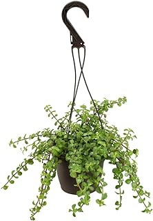Trailing Elephant Bush Succulents, Hanging Plants Live Succulents Plants Live Houseplants, Hanging Planter Basket, Mini Succulents Live Plants Indoor Plants in Plant Basket by Plants for Pets