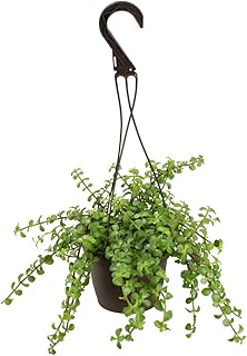 Trailing Elephant Bush Succulents, Hanging Plants Live Succulents Plants Live Houseplants, Hanging Planter Basket, Mini Succulents Live Plants Indoor Plants in Plant Basket by Plants for Pets