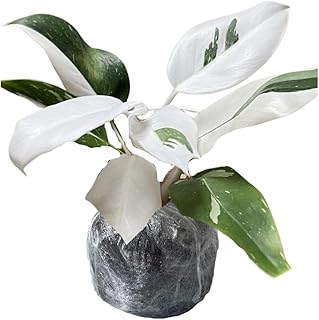Variegated Philodendron Live Plant, Rare Indoor Houseplant Live Well Rooted 5-7 Inches, Container Growing, Home Office Decor (White Princess Philodendron)