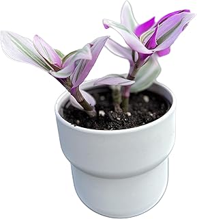 Wandering Jew Tradescantia Nanouk Lilac Live Plant - Unique Houseplants for Easy Indoor Gardens & Home Decor Gifts - Potted Tiny Houseplants 4" inch White Pot Included