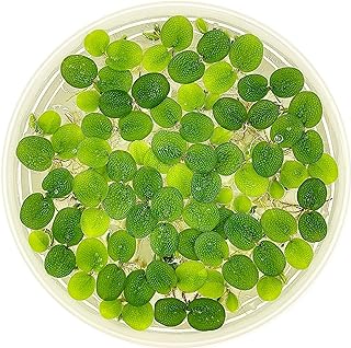 Water Spangle, Salvinia Minima, Live Aquarium/Aquatic/Freshwater/Floating/Pond Plant/Planted Tank/Aquascaping/Paludarium by Aquarium Plant Center (12 Plants, 60+ Leaves)