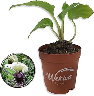 White Bat Flower - Live Starter Plant in a 2 Inch Pot - Not in Bloom When Shipped - Tacca Integrifolia - Extremely Rare and Exotic Flowering Plant