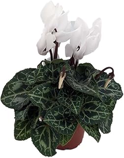 White Persian Violet - Cyclamen - House Plant - 2.5" Pot