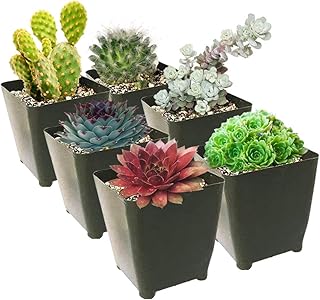 Winter Hardy Succulents Pack | Types of Cold-Hardy Succulents | Caring for Succulents in Winter (6 Succulents)
