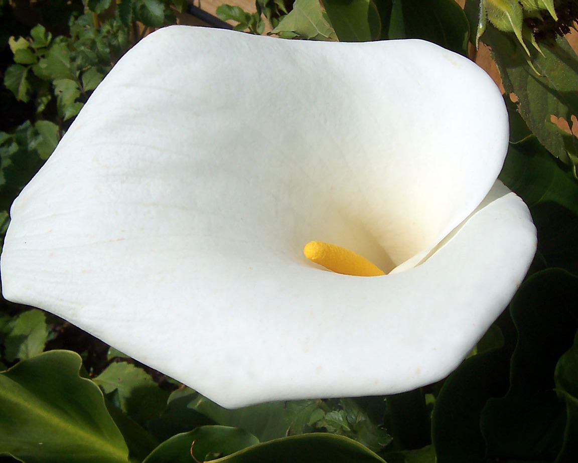 Symbolism of Calla Lilies in Different Cultures
