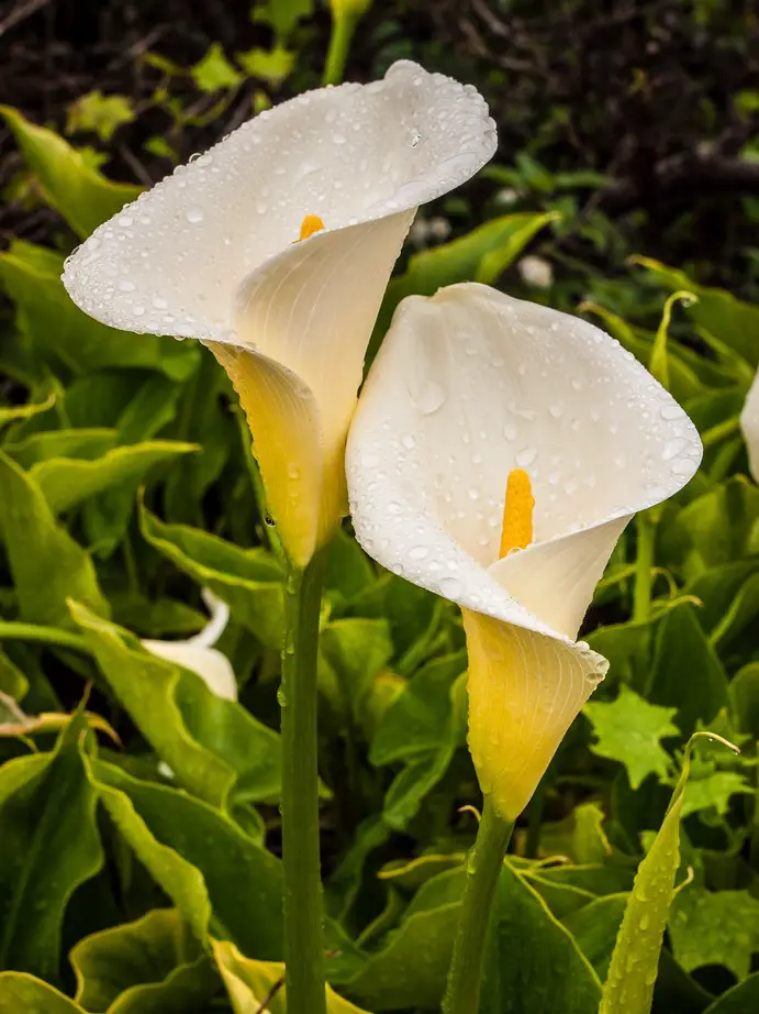 Calla Lily Meaning