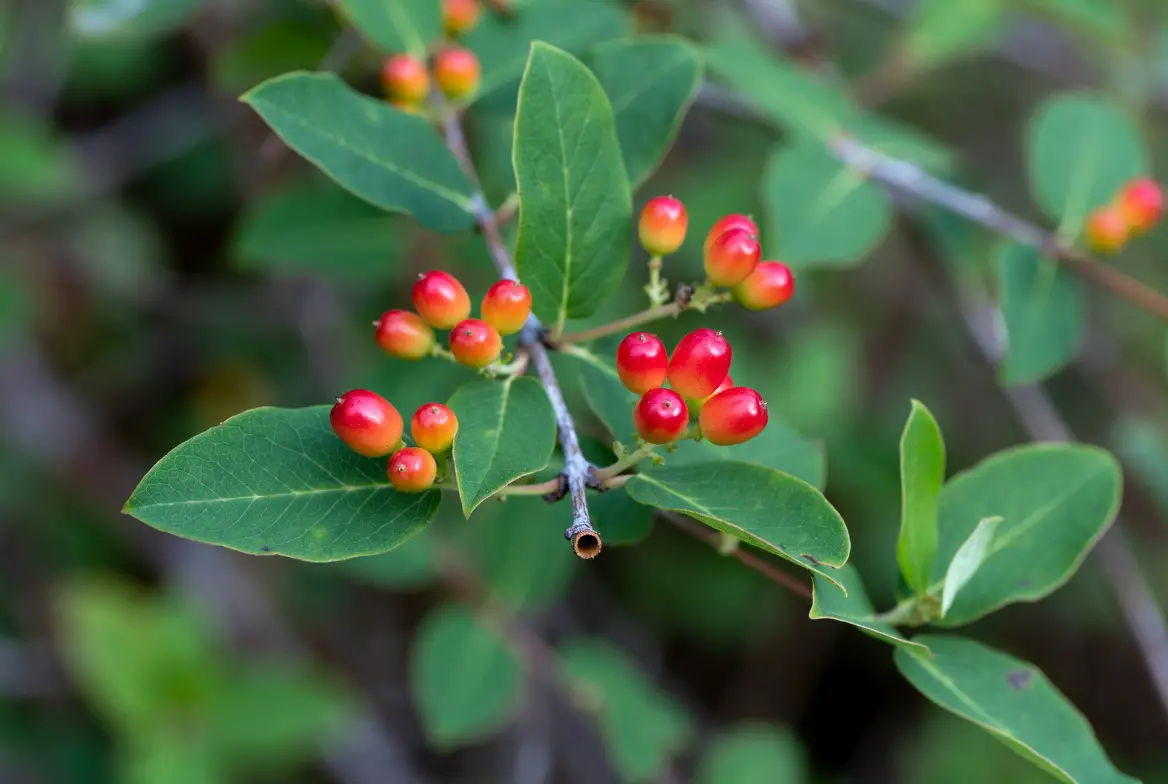 toxic red honeysuckle berries identification