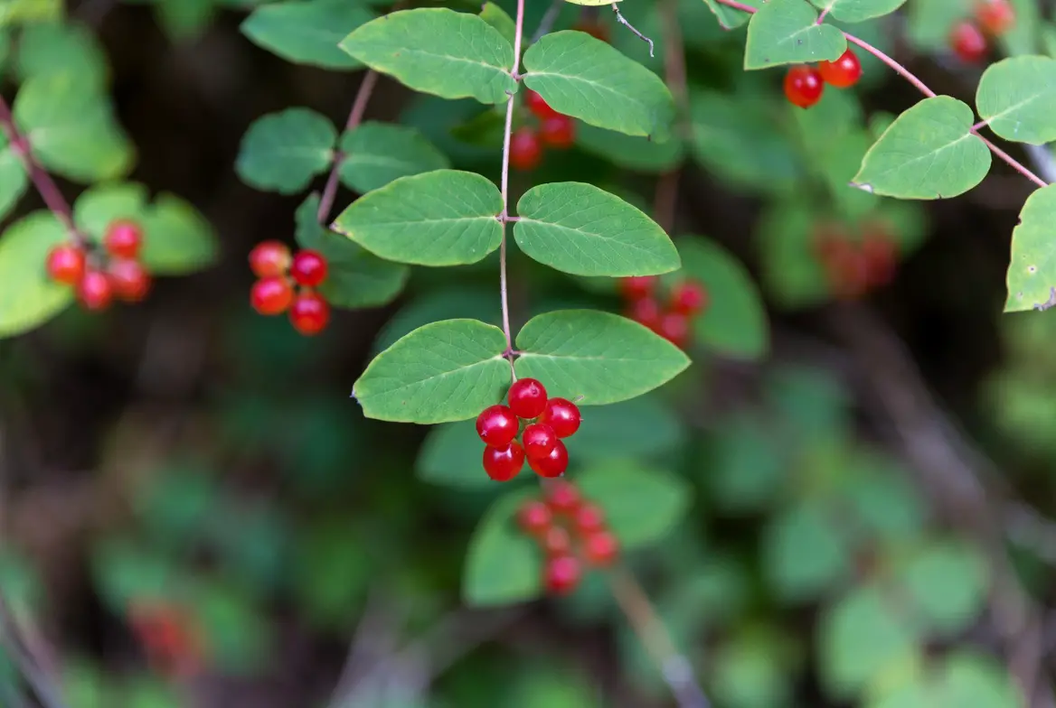 toxic red honeysuckle berries identification