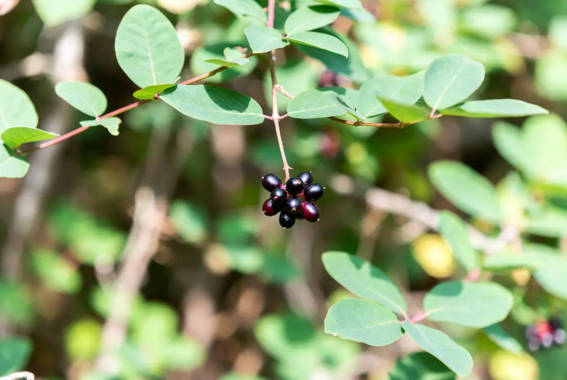 Japanese honeysuckle's toxic black berries (small, shiny, paired on vines)