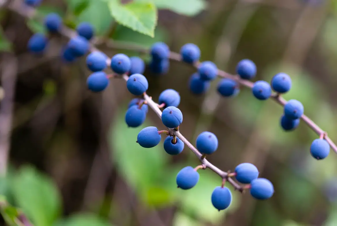 Lonicera caerulea blue edible berries close up