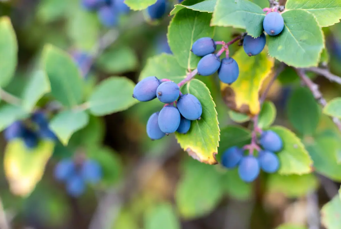 edible blue honeysuckle berries haskap honeyberry on bush