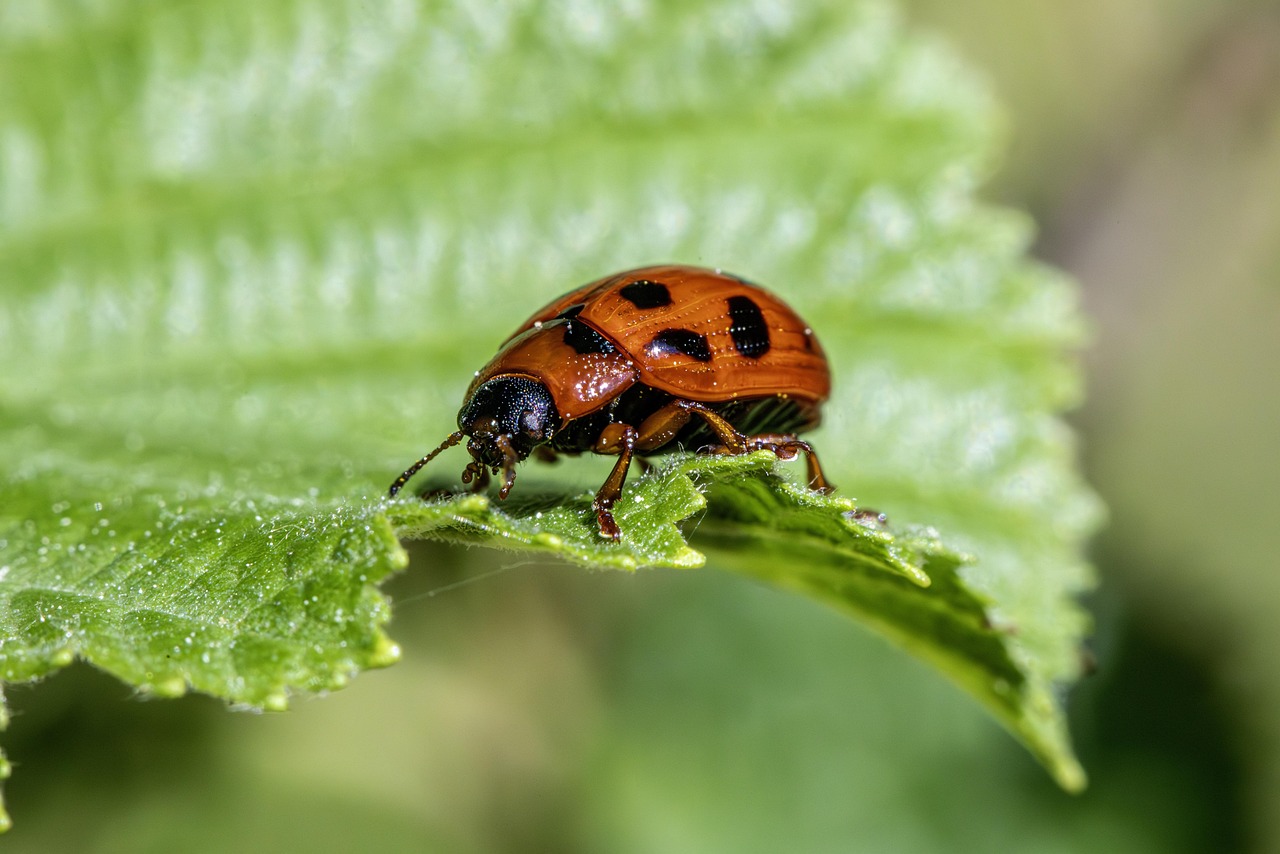 Combat Pests with Integrated Management in Tropical Gardening
