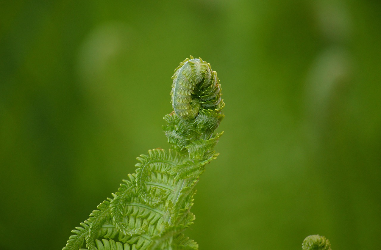 Top Tips for Successful Spring Planting in Tropical Climates