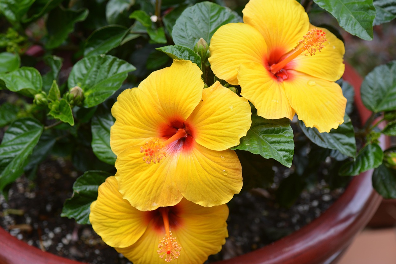 Unlock Vibrant Growth: Fertilization for Tropical Container Plants