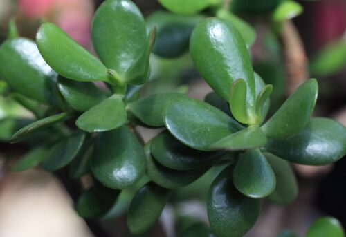 Cultural Traditions Surrounding Jade Plants and Luck