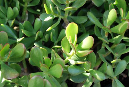 Are Jade Plants Lucky?