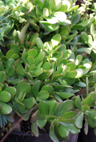 Scientific Benefits of Jade Plants