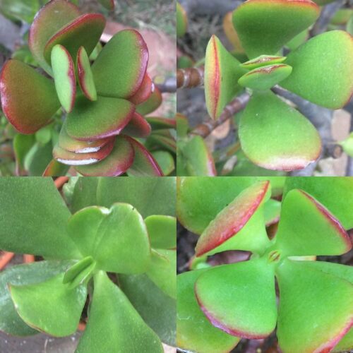 The Connection Between Jade Plants and Feng Shui