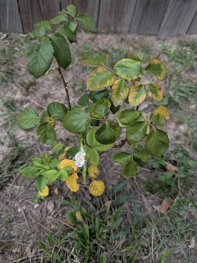 Pests can be sneaky little troublemakers for your rose bushes.