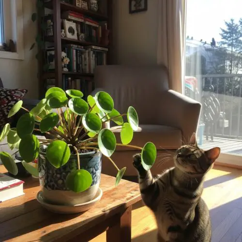 11. Peperomia (Peperomia spp.)