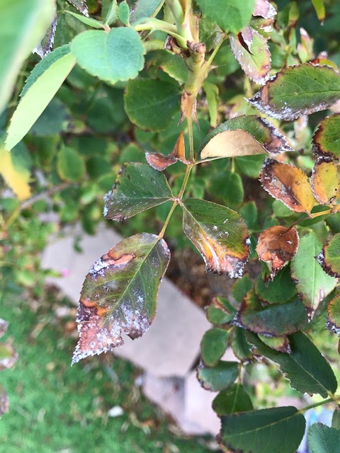 Fungal diseases are sneaky culprits behind browning leaves on your rose bush