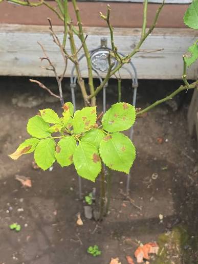 browning leaves on your rose bush.