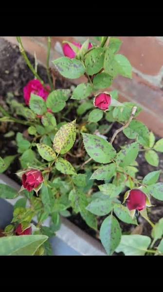 Understanding Browning Leaves on Rose Bushes