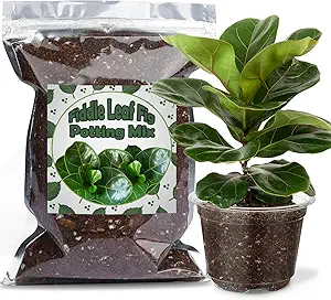 Organic Fiddle Leaf Fig Potting Mix 1qt, Indoor Plants Potting Mix for All Potted Ficus Lyrata Plant, Grow Healthy houseplants Indoors