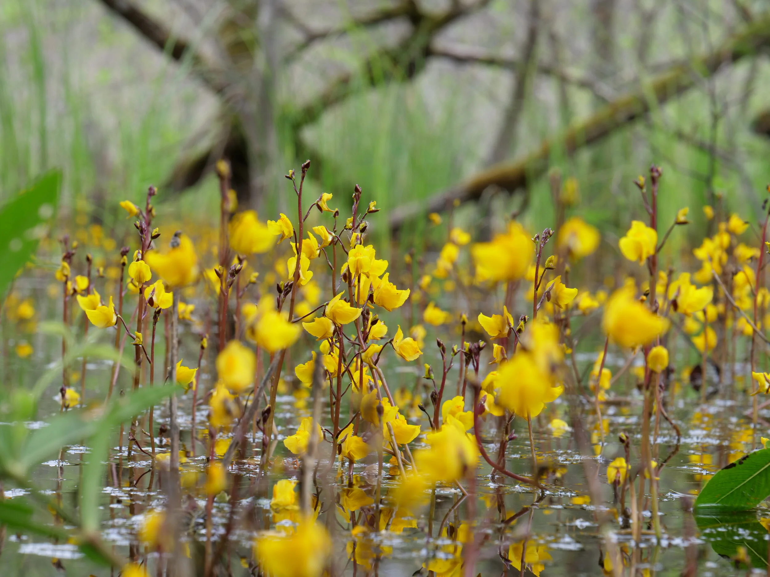 Understanding Aquatic Bladderwort
