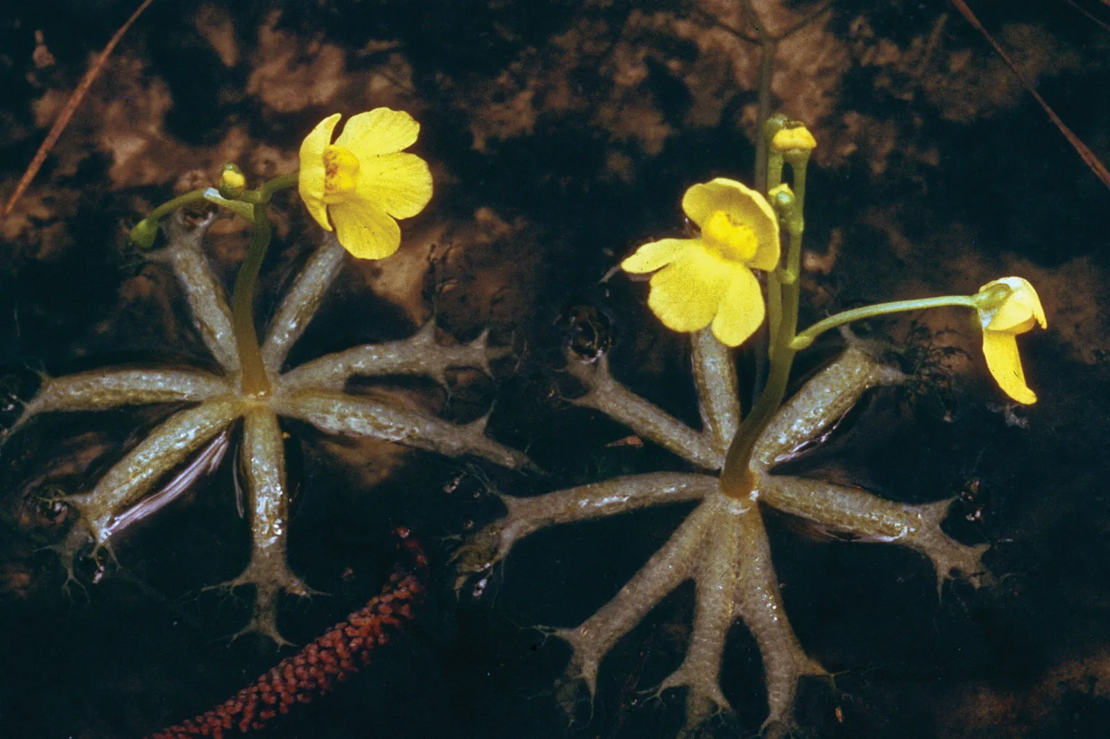 Unique Trapping Mechanisms of Aquatic Bladderwort